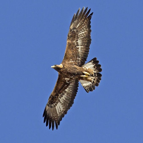 Aigle