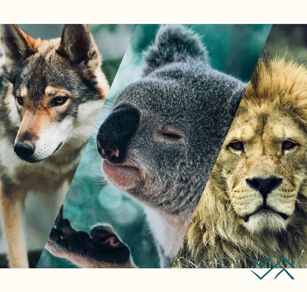 Photo animaux totems