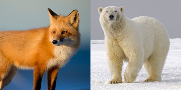 Bracelet association renard et ours polaire