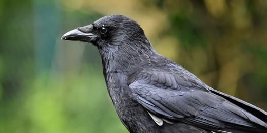 Corbeau ou corneille : comment les différencier facilement ?