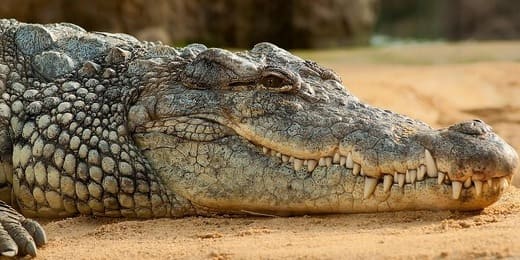Crocodile ou alligator : comment les différencier facilement ?