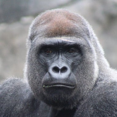 Gorille