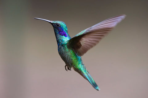 Colibri