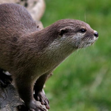 Loutre