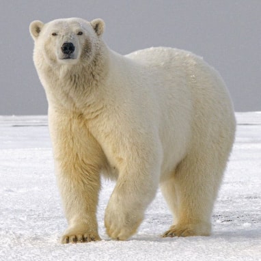 Ours polaire