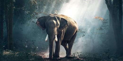 La réincarnation animale : retrouvez votre compagnon perdu