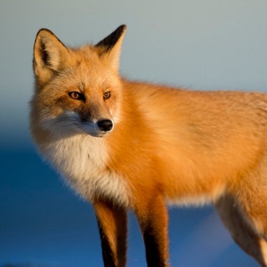 Renard