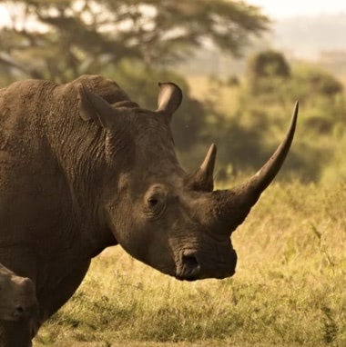 Rhinoceros