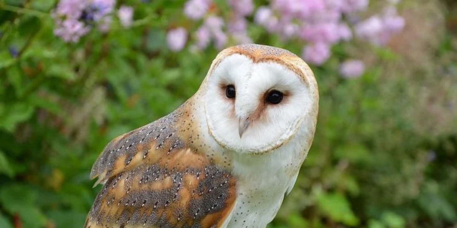 chouette animal spirituel