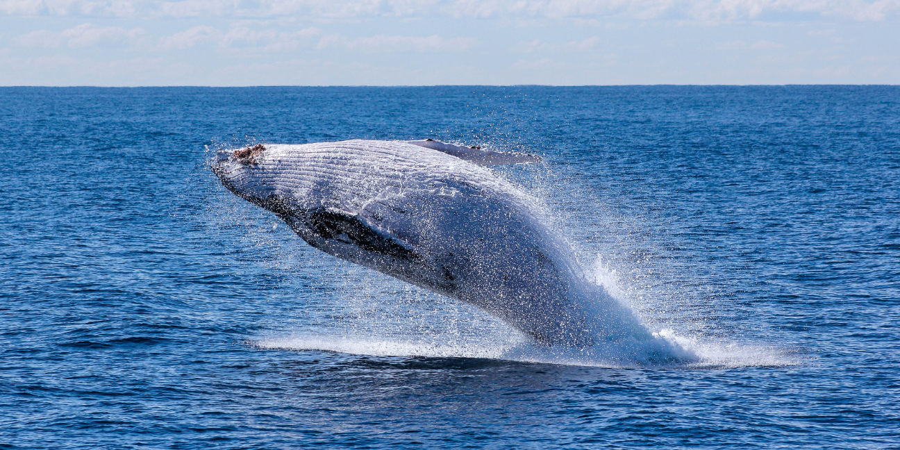 baleine animal totem